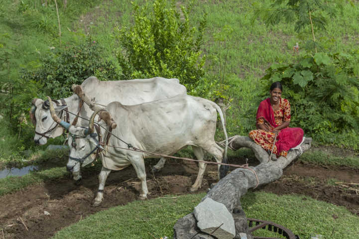 03 - India - noria de agua tirada por vacas